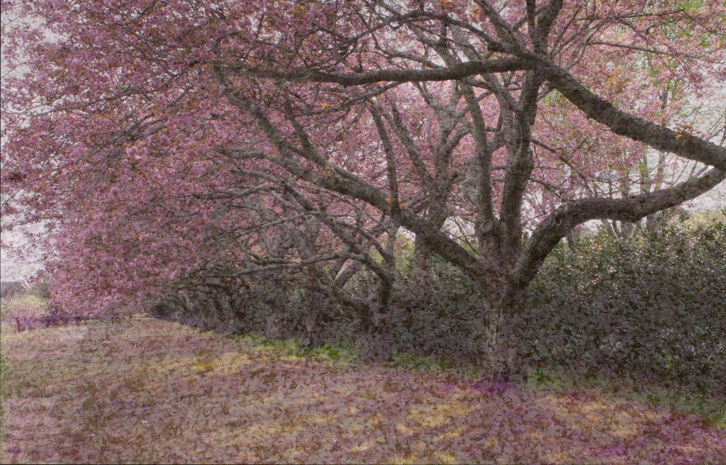 CHERRY TREES FURTHER LANE